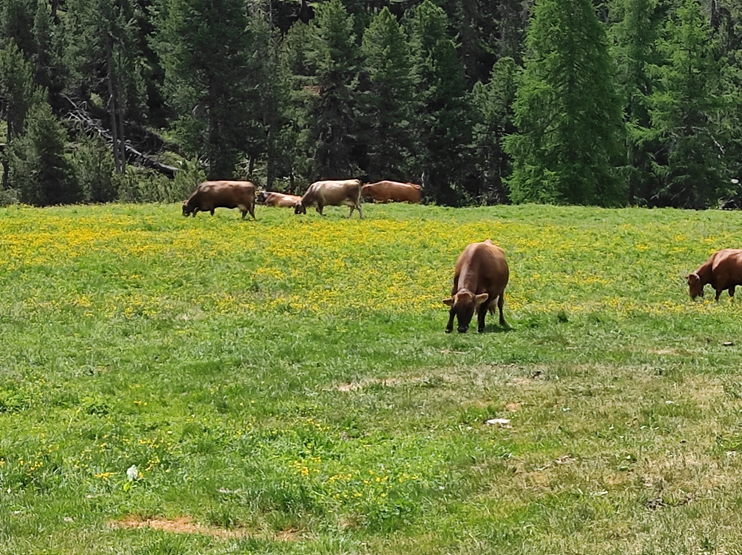 Alprestaurant La Posa
